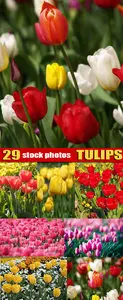Tulips