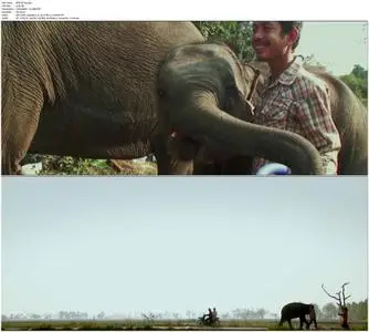 When Elephants Were Young (2016)