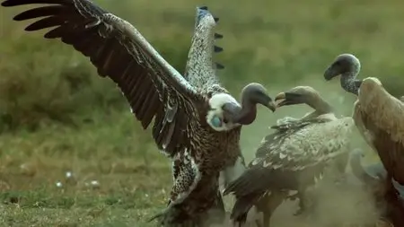 BBC Natural World - Vultures: Beauty in the Beast (2014)