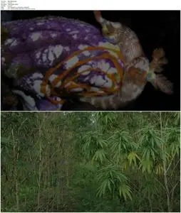 The Magic Plant (2020)
