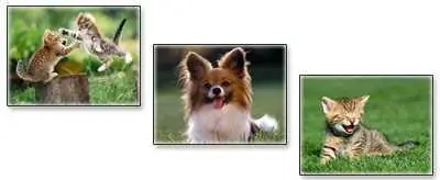 Animals Wallpaper - pack4