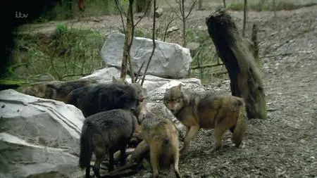 Animals. S01E01