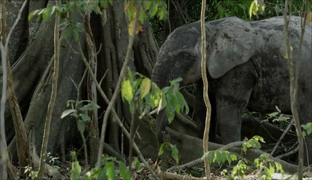 Bonne Pioche TV - Waiting for Elephants (2016)