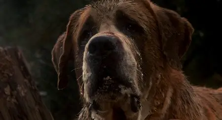Cujo (1983)