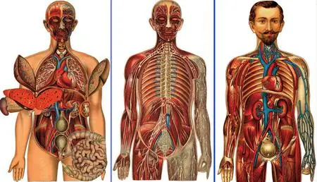 Pepin Press: Images of the Human Body
