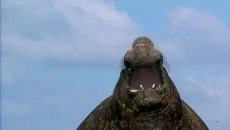 Penguin Baywatch (2000)