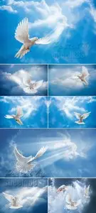 Stock Photo - Doves & Sky