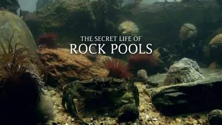 BBC - The Secret Life of Rockpools (2013)