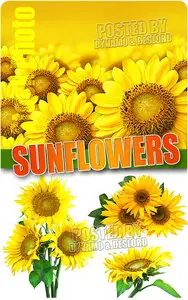 Sunflowers - UHQ Stock Photo