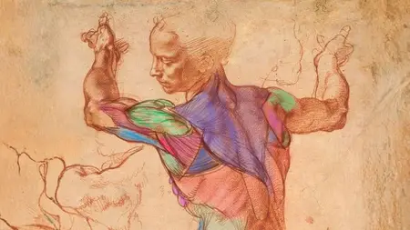 Rey's Anatomy: 8-week Anatomy Course