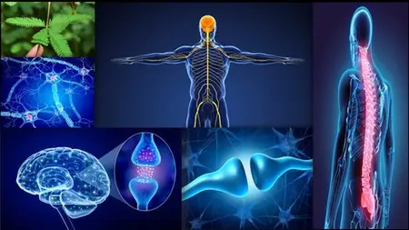 Biology-Control & Co-ordination_ Nervous system_ Human Brain