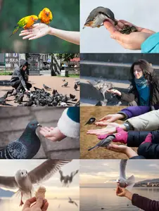 Feed the birds