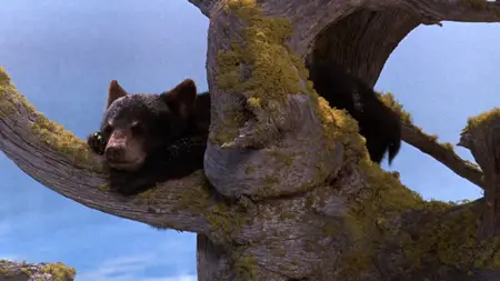 The Bears and I (1974)