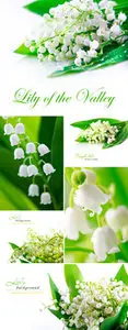 Stock Photo - Lily of the Valley