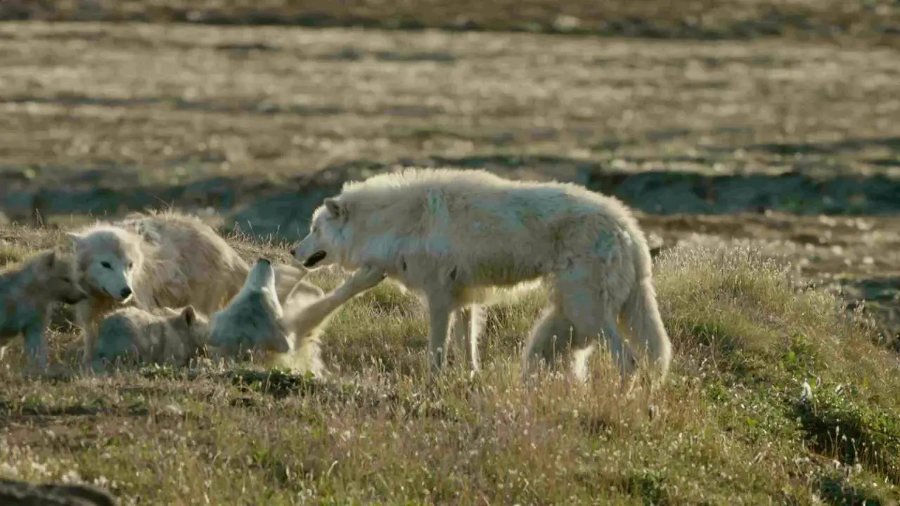 CBC The Nature of Things - White Wolves: Ghosts of the Arctic (2017 ...