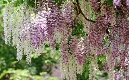 Beautiful flowers