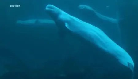 (Arte) Le mystère des baleines en déroute (2012)