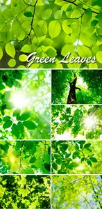 Stock Photo - Green Leaves