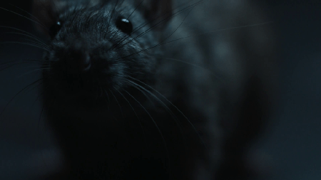 Rats (2016)