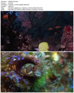 Wild Window: Bejeweled Fishes (2016)