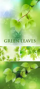 Green Leaves Backgrounds Vector 2