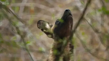 BBC Kingdom with David Attenborough (2025)