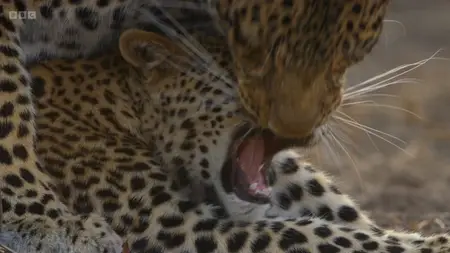 BBC Kingdom with David Attenborough (2025)