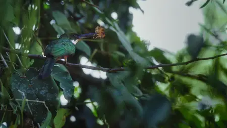 Nightmares of Nature S02E01