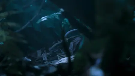 Nightmares of Nature S02E01