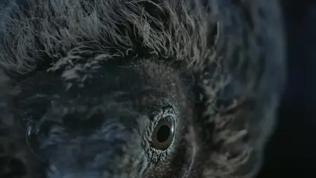 Nightmares of Nature S02E01