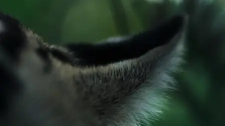 Nightmares of Nature S02E01