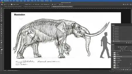 Elephant Anatomy Vol. 2: Prehistoric Studies & Imaginary Concepts