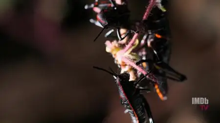 Bug Out S01E02