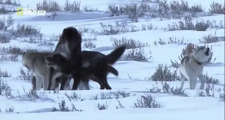 National Geographic - Wild: The Rise of Black Wolf (2010)