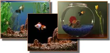 GoldFish Aquarium Screensaver V2