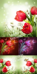 Tulips 18