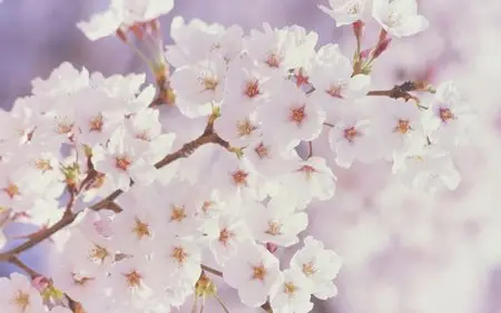 Pictures of flowers