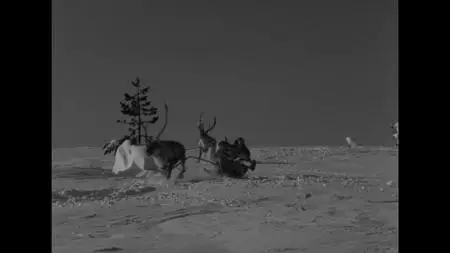 The White Reindeer (1952)