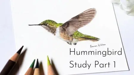 Hummingbird Drawing Tutorial
