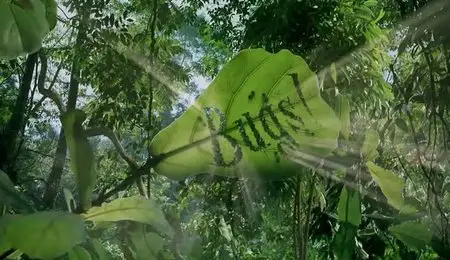 SK Films - Bugs A Rainforest Adventure (All 2 Episodes) (2009)