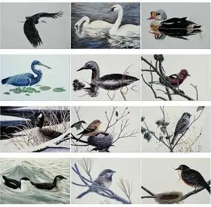 Corel Professional Photos Vol.591 - Birds Illustrations