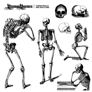 human skulls and skeletons vectors