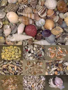 Clams, mussels, snails, shells.