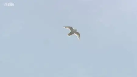 BBC - Natural World: White Falcon White Wolf (2008)