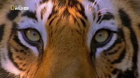National Geographic - Wild Wild World: Tiger Wars (2015)
