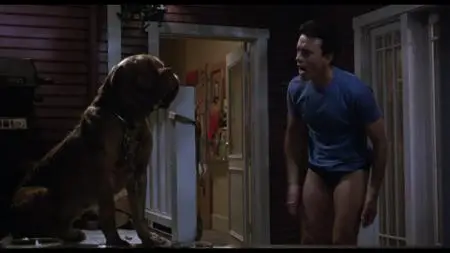 Turner & Hooch (1989)