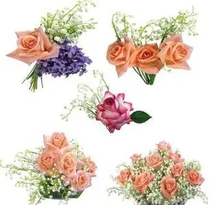 Roses - PNG Clipart for Photoshop