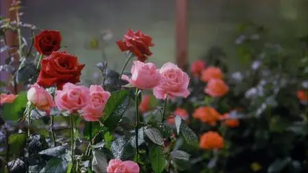 A House In The Hills (1993)