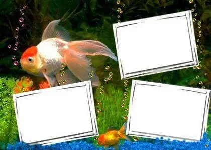 Frame for Photoshop - Aquarium