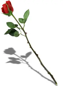 Rose PSD & JPG